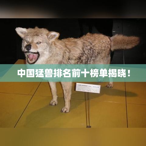 中国猛兽排名前十榜单揭晓！
