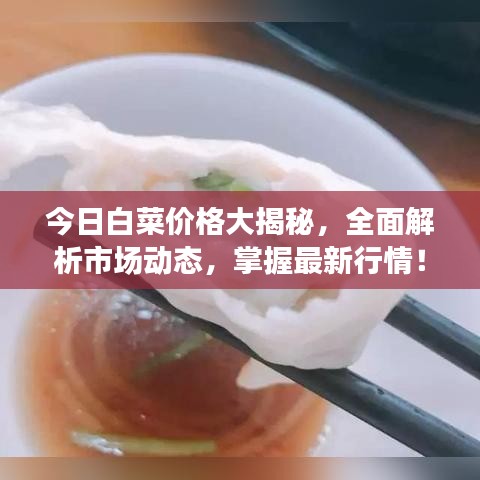 今日白菜价格大揭秘，全面解析市场动态，掌握最新行情！