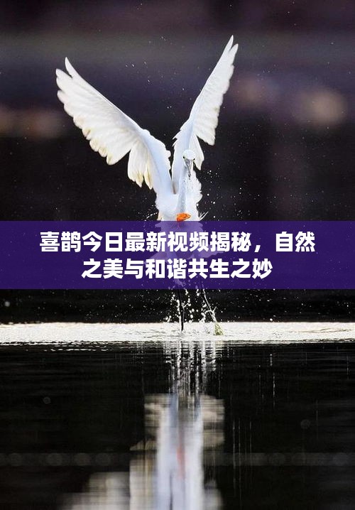 喜鹊今日最新视频揭秘，自然之美与和谐共生之妙