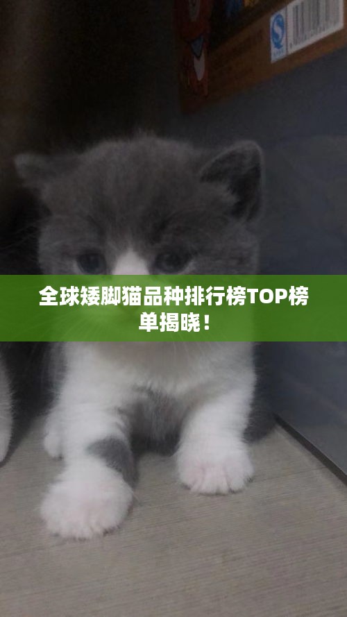全球矮脚猫品种排行榜TOP榜单揭晓！