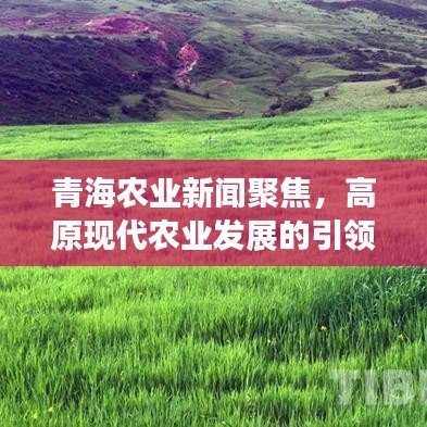 青海农业新闻聚焦，高原现代农业发展的引领之路