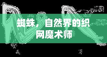 蜘蛛，自然界的织网魔术师