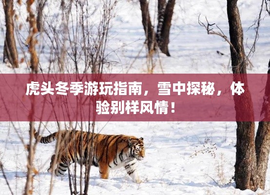 虎头冬季游玩指南，雪中探秘，体验别样风情！