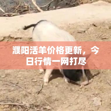 濮阳活羊价格更新，今日行情一网打尽