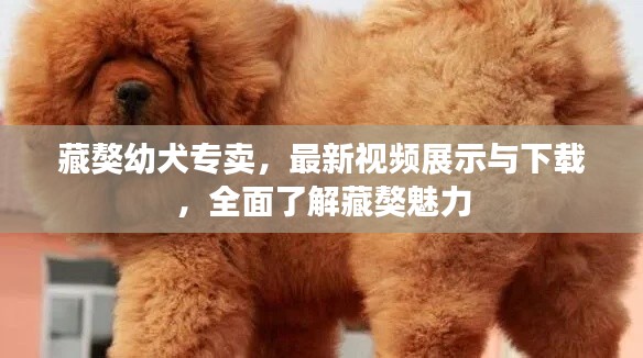 藏獒幼犬专卖，最新视频展示与下载，全面了解藏獒魅力
