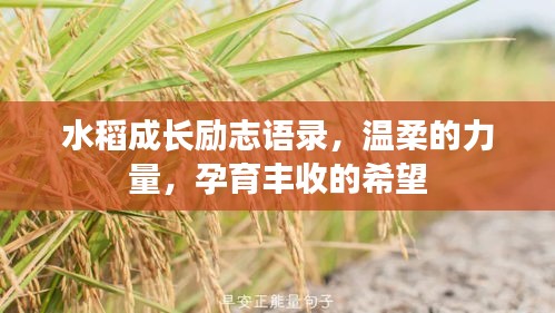 水稻成长励志语录，温柔的力量，孕育丰收的希望