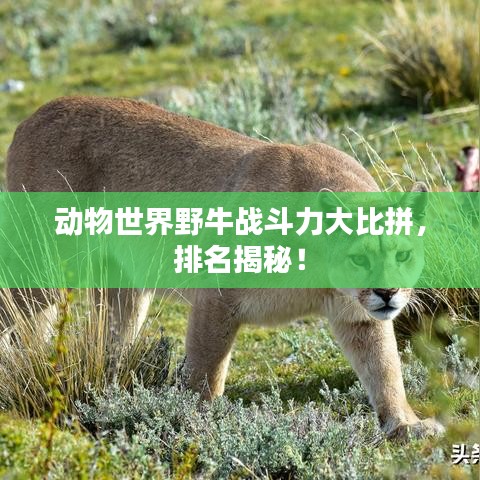 动物世界野牛战斗力大比拼，排名揭秘！