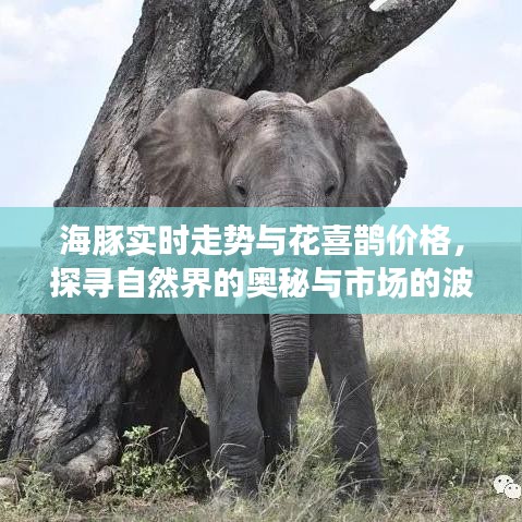 海豚实时走势与花喜鹊价格，探寻自然界的奥秘与市场的波动联系