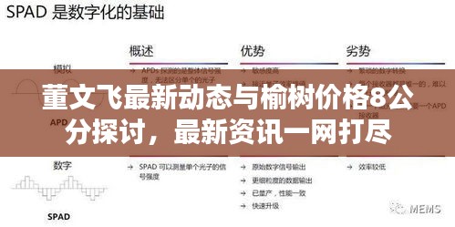 董文飞最新动态与榆树价格8公分探讨，最新资讯一网打尽