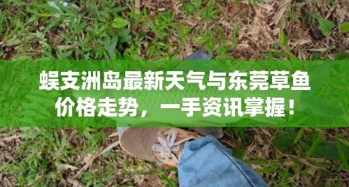 蜈支洲岛最新天气与东莞草鱼价格走势,一手资讯掌握!
