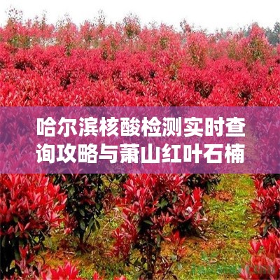 哈尔滨核酸检测实时查询攻略与萧山红叶石楠小苗价格揭秘