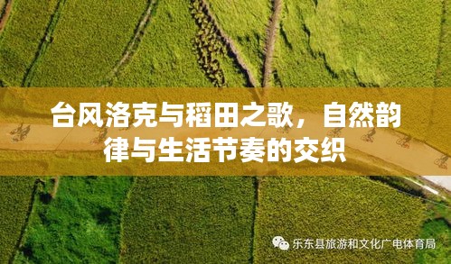 台风洛克与稻田之歌,自然韵律与生活节奏的交织