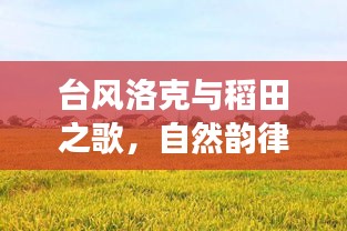 台风洛克与稻田之歌,自然韵律与生活节奏的交织