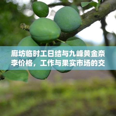 廊坊临时工日结与九峰黄金奈李价格,工作与果实市场的交汇焦点