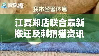 江夏郑店联合最新搬迁及刺猬猫资讯更新速递