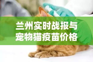 兰州实时战报与宠物猫疫苗价格深度解析