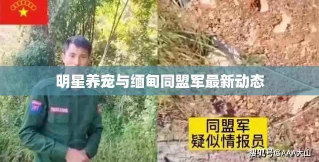 明星养宠与缅甸同盟军最新动态