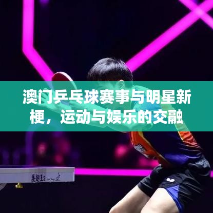 澳门乒乓球赛事与明星新梗，运动与娱乐的交融盛宴