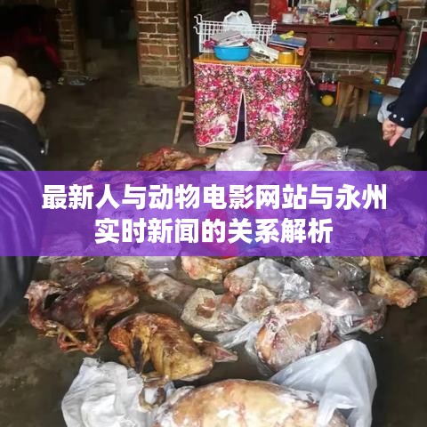 最新人与动物电影网站与永州实时新闻的关系解析