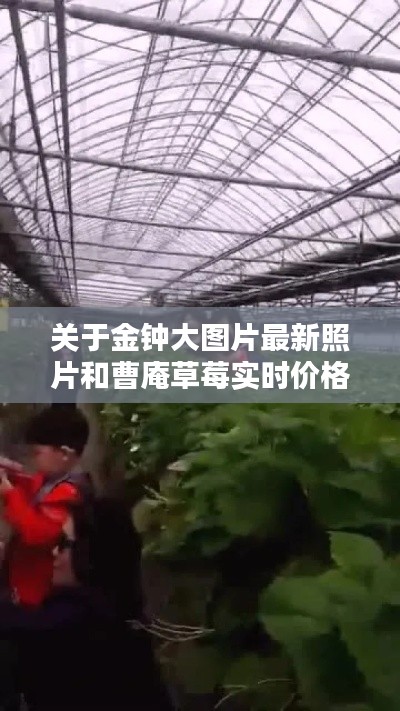 关于金钟大图片最新照片和曹庵草莓实时价格的解析