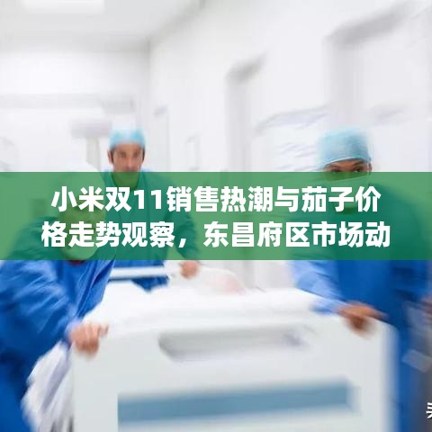 小米双11销售热潮与茄子价格走势观察,东昌府区市场动态分析