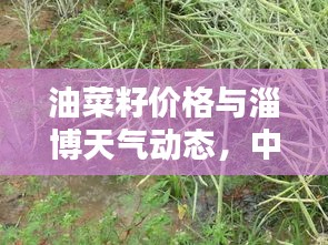 油菜籽价格与淄博天气动态，中学课堂生活常识解析