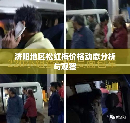 济阳地区松红梅价格动态分析与观察