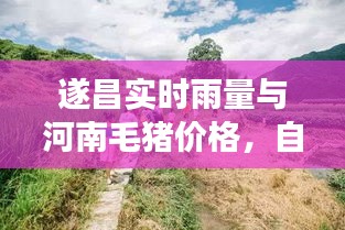 遂昌实时雨量与河南毛猪价格，自然与经济的小探秘之旅