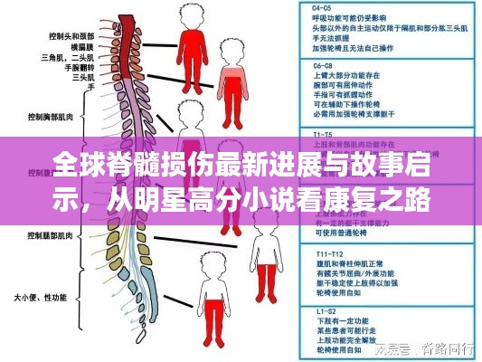 全球脊髓损伤最新进展与故事启示，从明星高分小说看康复之路