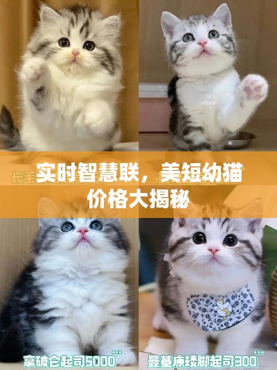 实时智慧联，美短幼猫价格大揭秘
