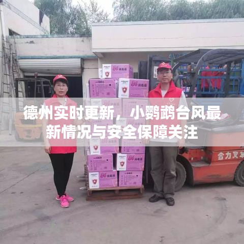 德州实时更新，小鹦鹉台风最新情况与安全保障关注